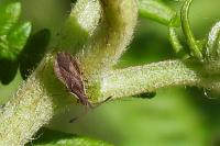 Spathocera lobata