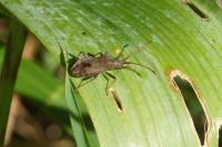 Coreus marginatus
