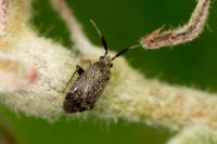 Mesopsallus mali