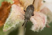 Mesopsallus mali