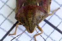 Eurygaster maura
