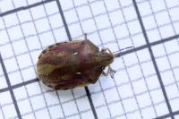 Eurygaster maura