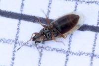 Cymus glandicolor