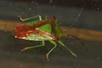 Acanthosoma haemorrhoidale