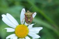 Carpocoris purpureipennis