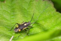 Capsodes sulcatus