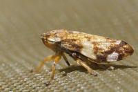 Philaenus spumarius