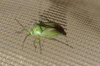 Closterotomus norwegicus