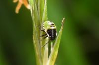 Palomena prasina