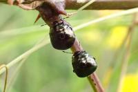 Coptosoma scutellatum
