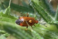 Deraeocoris ruber