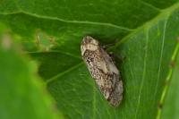 Philaenus spumarius