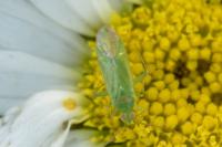 Orthotylus