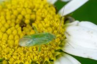 Orthotylus