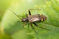 Closterotomus fulvomaculatus