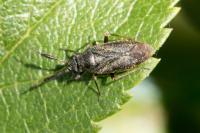 Heterocordylus