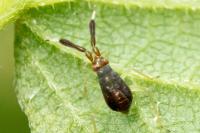 Heterotoma planicornis