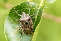 Rhaphigaster nebulosa