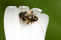 Cyphodema instabilis