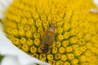 Plagiognathus chrysanthemi