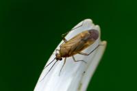 Plagiognathus chrysanthemi