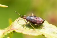 Deraeocoris ruber