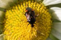Deraeocoris ruber
