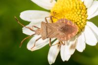 Coreus marginatus