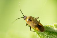 Plagiognathus arbustorum