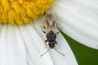 Metopoplax ditomoides
