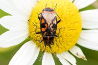 Spilostethus saxatilis