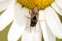Trapezonotus ullrichi