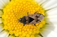 Trapezonotus ullrichi