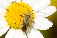 Adelphocoris lineolatus