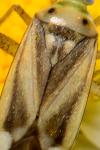 Adelphocoris lineolatus