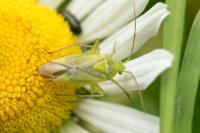 Closterotomus norwegicus