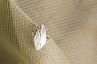Horistus orientalis