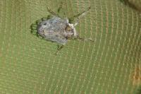 Issus coleoptratus