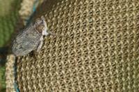 Issus coleoptratus