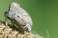 Issus coleoptratus