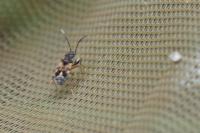 Scolopostethus