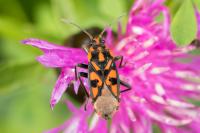 Spilostethus saxatilis