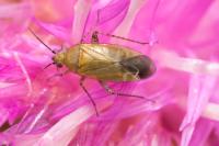 Plagiognathus chrysanthemi
