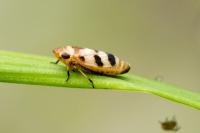 Anoscopus serratulae