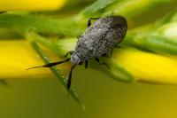 Heterocordylus genistae