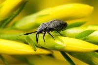 Heterocordylus genistae