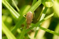 Ceraleptus lividus