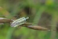 Stenotus binotatus