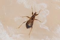 Himacerus mirmicoides