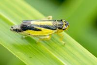 Evacanthus interruptus